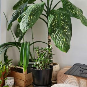 Florist Choice Green Plant