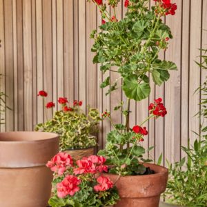 Florist Choice Blooming Plant