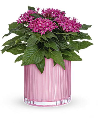 <p>Sure to put stars in her eyes this Mother's Day, this stunning starcluster pentas plant has cheerful pink flowers and deep green leaves that look oh-so-lovely in a pearlescent glass vase.</p>