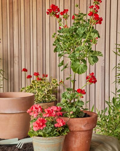 <p>Our Florist Choice Blooming Plant features a beautiful flowering plant selected by our designers for its freshness, color, and seasonal beauty. Presented in a decorative container, each blooming plant makes a long-lasting and cheerful gift perfect for celebrating any occasion.</p>
