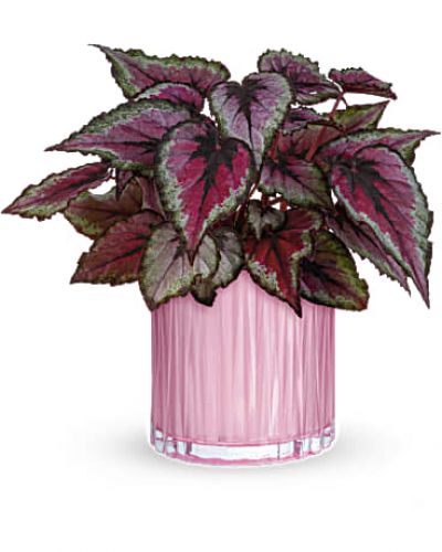 <p>A gorgeous living gift that will brighten mom's mood for many days to come, this pretty potted pink begonia plant gets the glam treatment in a pearlescent pink glass vase with chic sculpted details.</p>