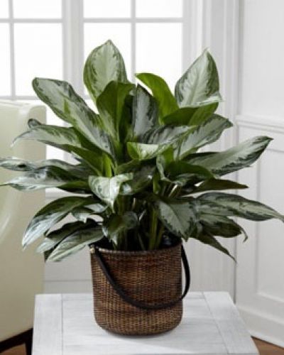 The FTD® Chinese Evergreen is a popular indoor plant, known for its exquisite lush variegated foliage and easy to care for disposition. This beautiful green plant arrives presented in a round stained handled basket to give it a natural look making it an elegant addition to any space. 10" plant.