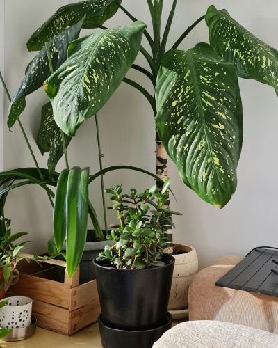 <p>Our Florist Choice Green Plant features a healthy, hand-selected indoor plant chosen by our designers based on freshness and seasonal availability. Each plant is beautifully presented in a decorative container, making it a lasting and thoughtful gift for any occasion.</p>