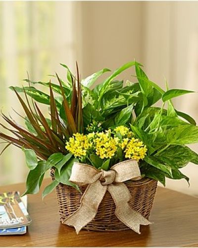 Give a gift of lasting smiles by sending this eye-pleasing European-inspired dish garden, a combination of foliage and blooming plants that makes any special day more than memorable. Easy-care indoor garden looks stunning in any setting, arriving in a handsome planter.