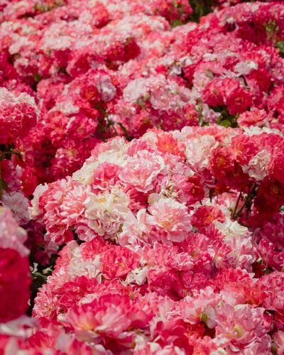<p>Our Pink Carnation Vase arrangements feature fresh, delicate pink carnations beautifully arranged in a classic vase. Available in multiple sizes, these timeless blooms make a sweet and elegant gift for birthdays, celebrations, sympathy, or simply brightening someone’s day.</p>