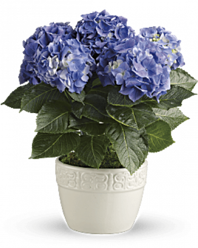 Have you ever seen a happier plant? The hydrangea's beautiful, billowing blooms are beloved by all. Send this 6-inch potted blue hydrangea plant as a housewarming gift or simply to brighten someone's day with a living gift.
Container may vary based on availability.